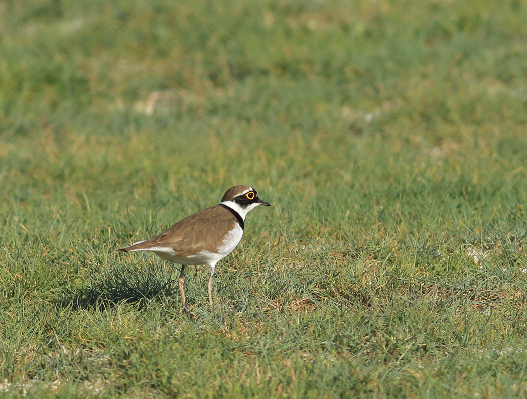 Little Ringed Plover