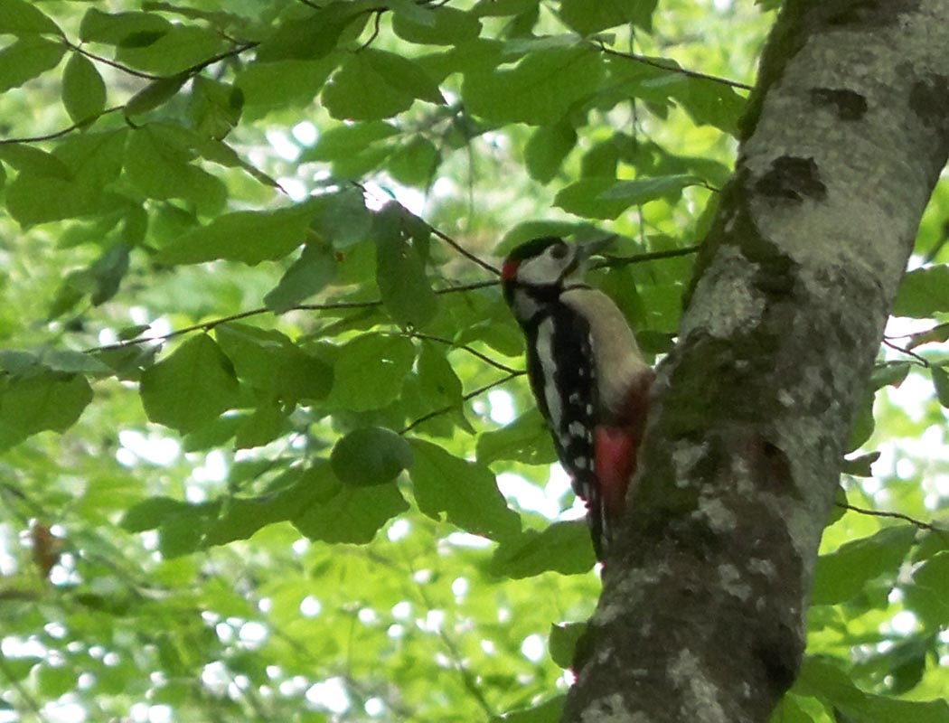 Great Spotted Woodpecker