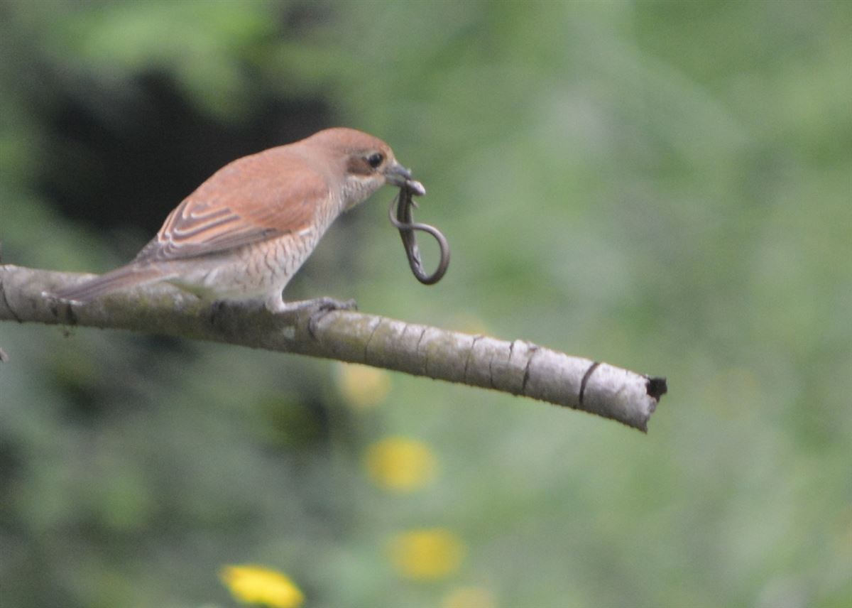 Red-backed Shrike