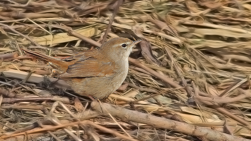 Cetti`s Warbler