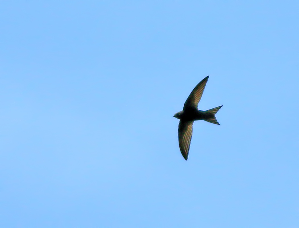 Common Swift
