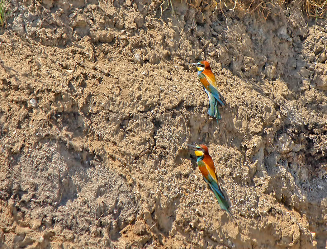 European Bee-eater