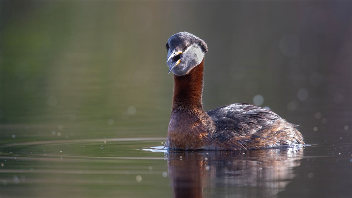 Red-necked Grebe