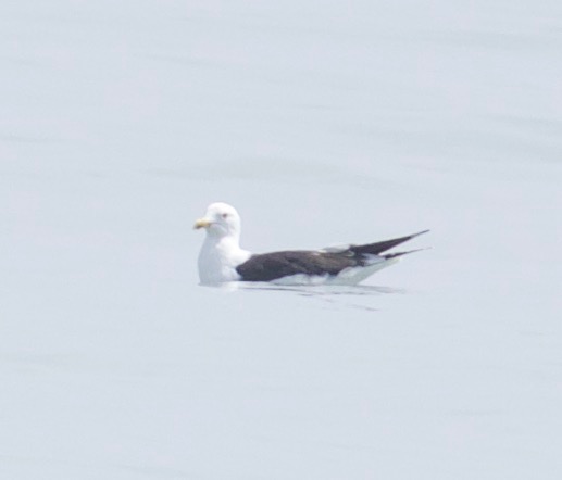 Lesser Black-backed Gull