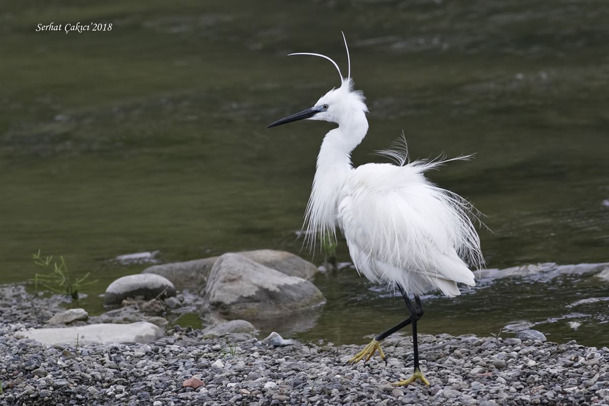 Little Egret