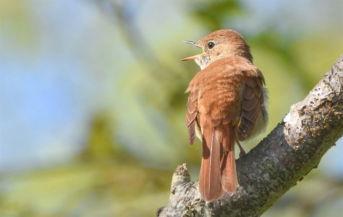 Common Nightingale