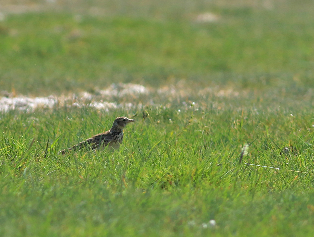 Eurasian Skylark