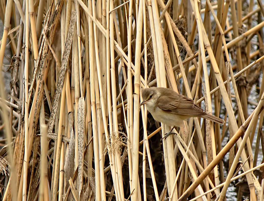 Great Reed Warbler