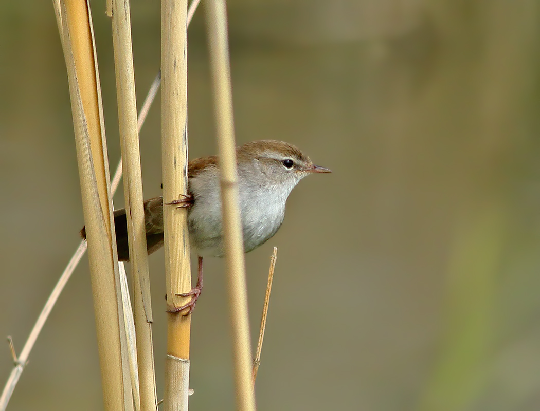 Cetti`s Warbler