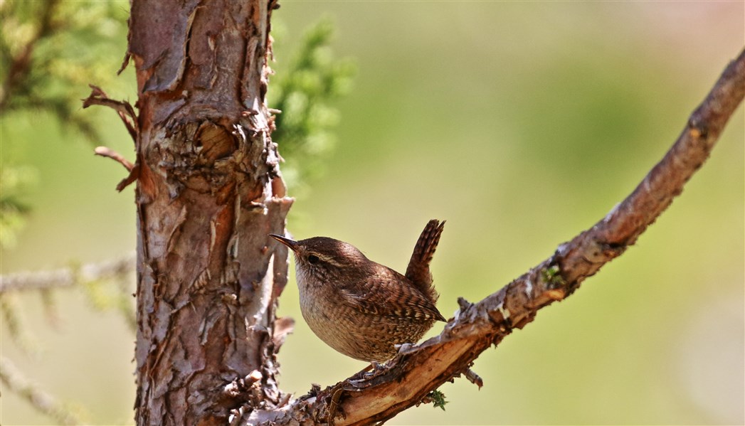Eurasian Wren