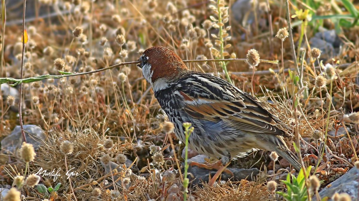 Spanish Sparrow