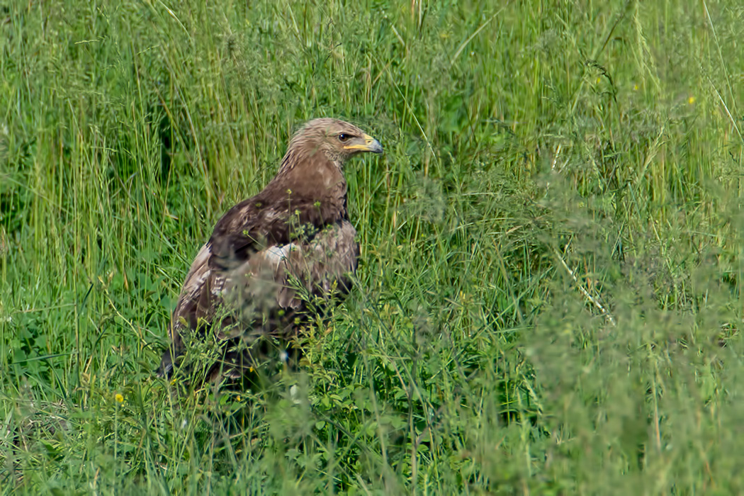 Lesser Spotted Eagle