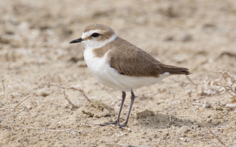 Kentish Plover