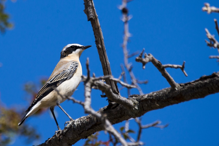 Northern Wheatear