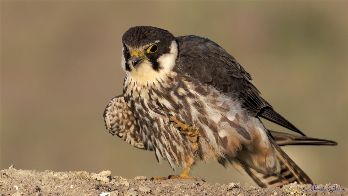 Eurasian Hobby