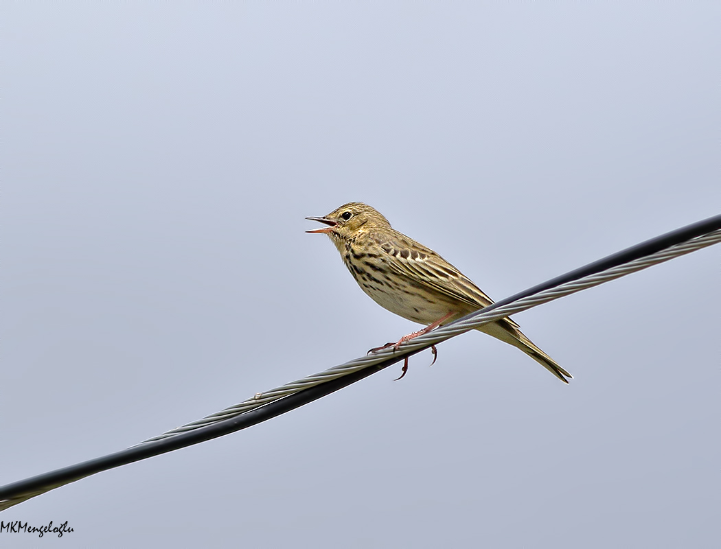 Tree Pipit