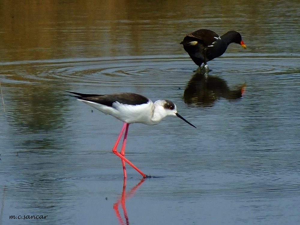 Black-winged Stilt