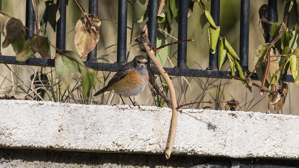 Common Redstart