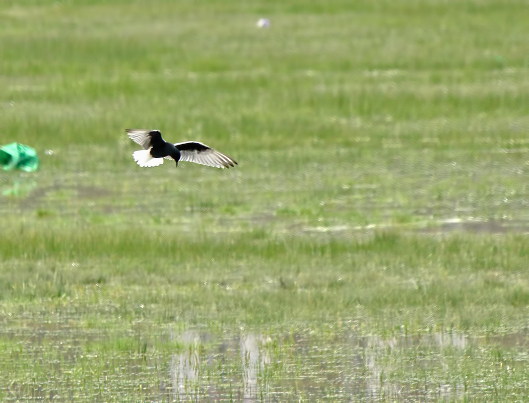 White-winged Tern