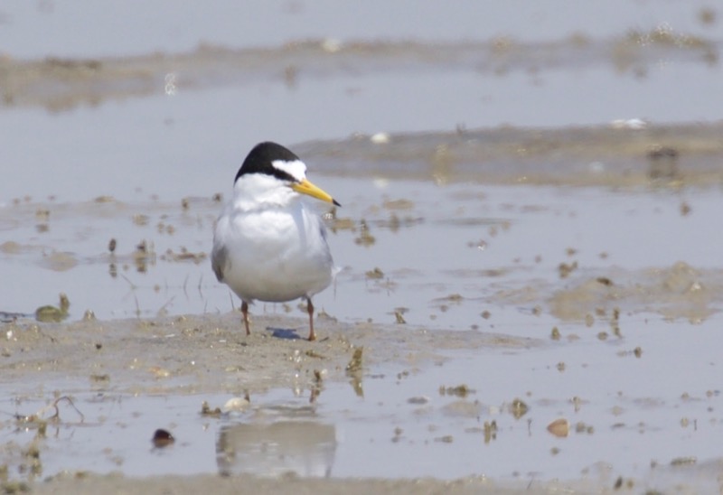 Little Tern