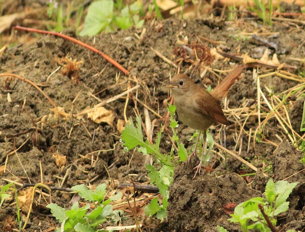 Common Nightingale