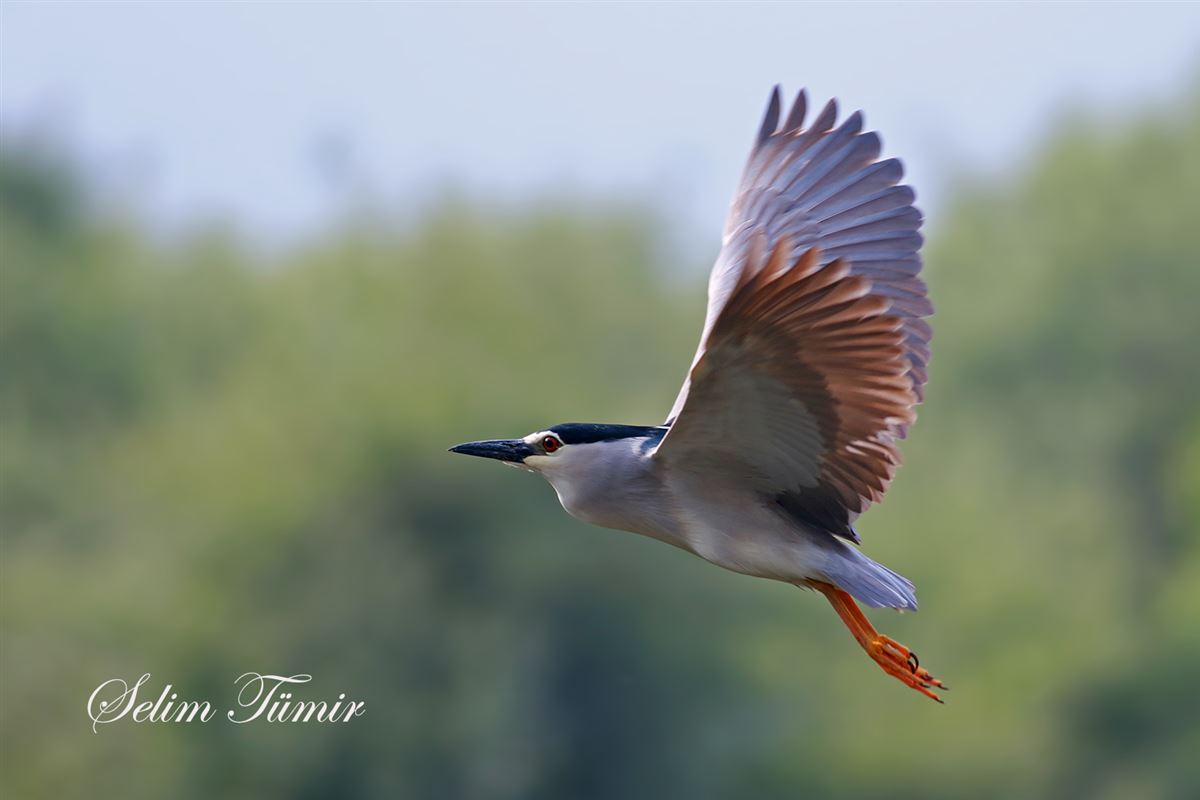 Black-crowned Night Heron