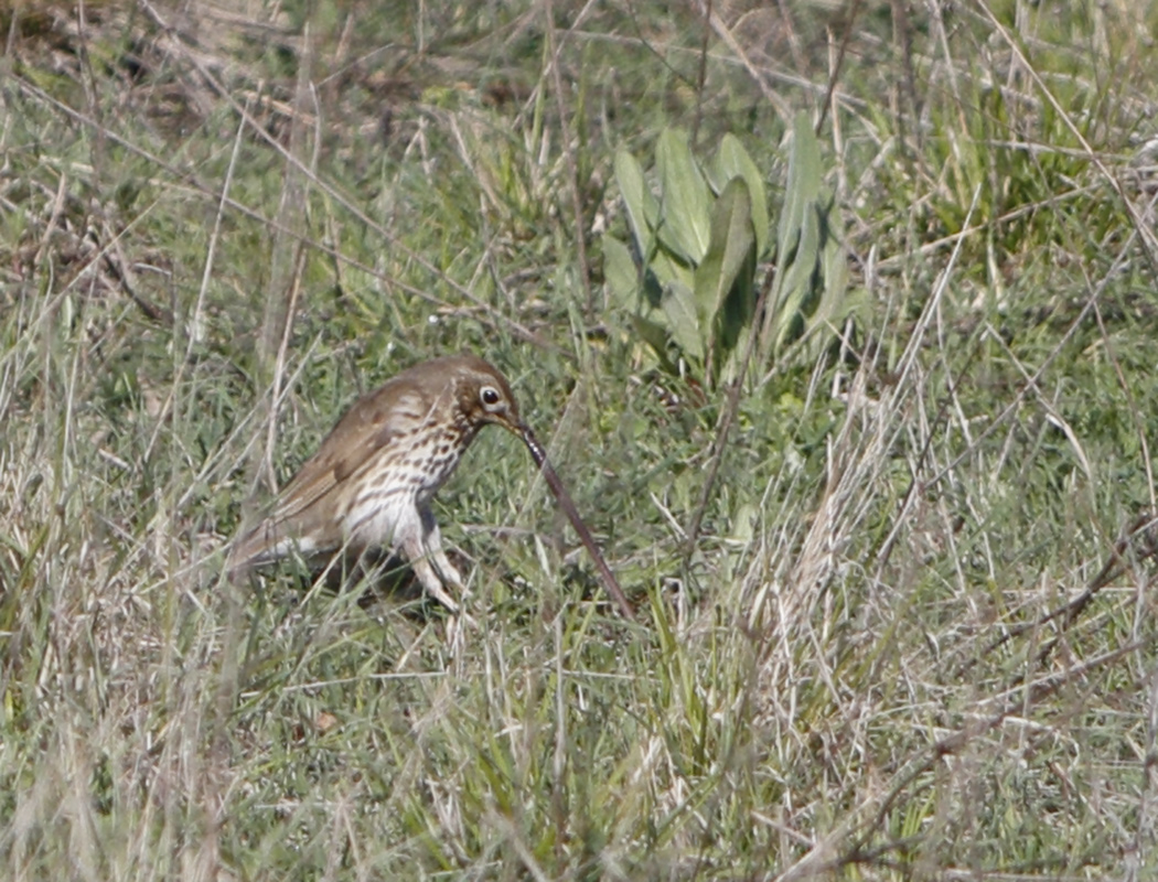 Song Thrush