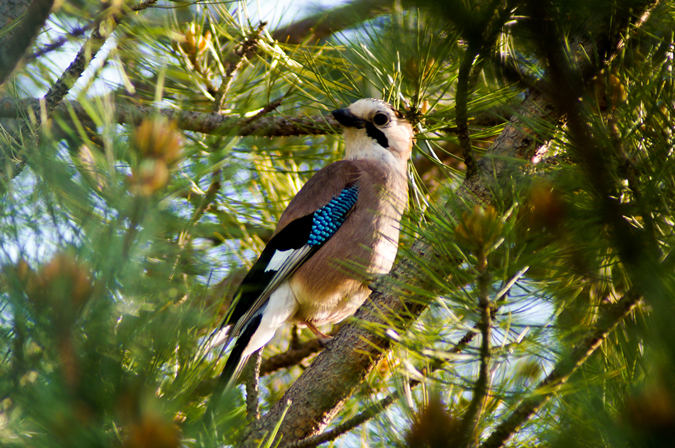 Eurasian Jay