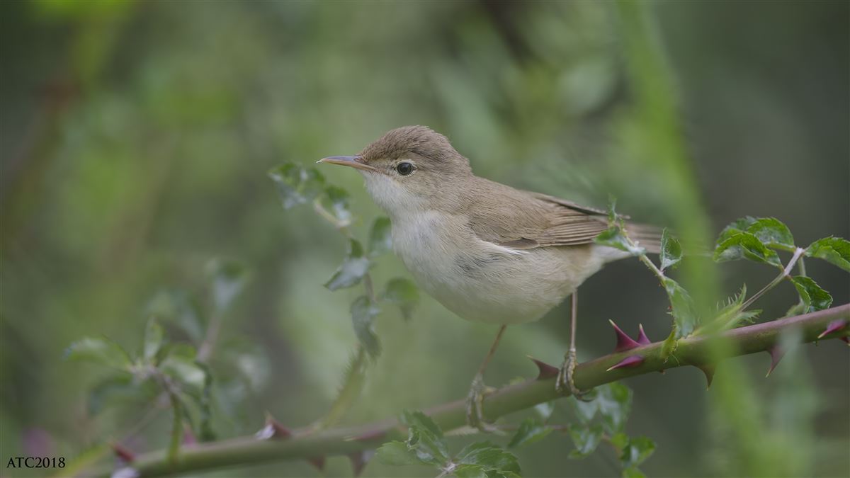 Eastern Olivaceous Warbler