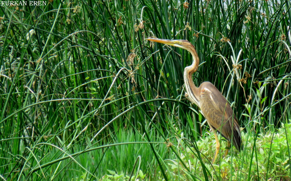 Purple Heron