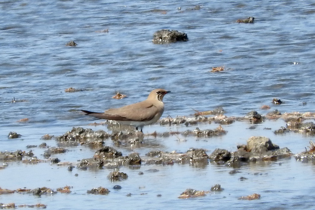 Collared Pratincole