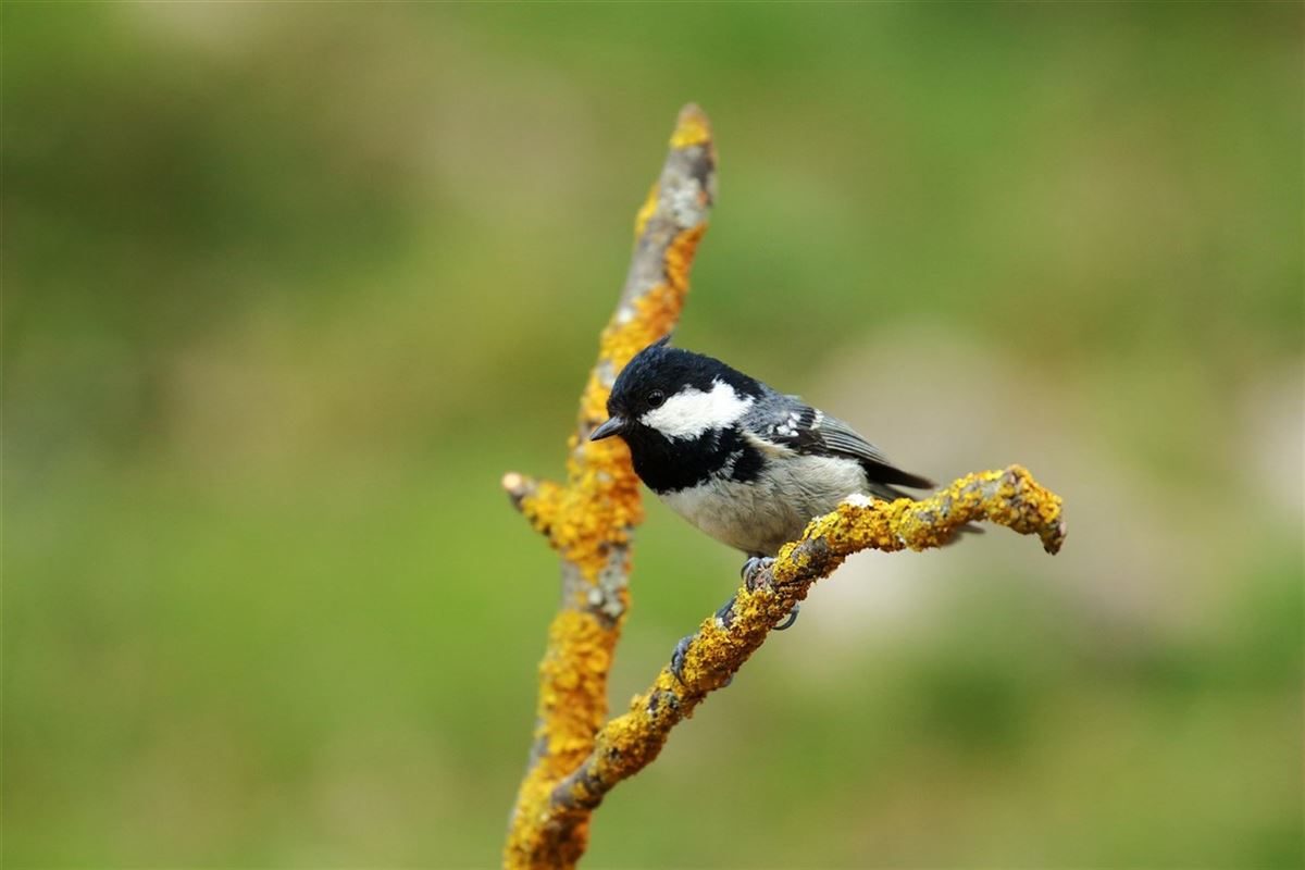 Coal Tit