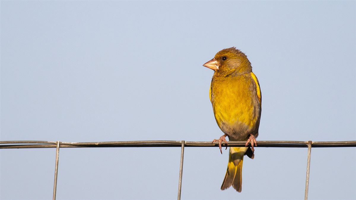 European Greenfinch