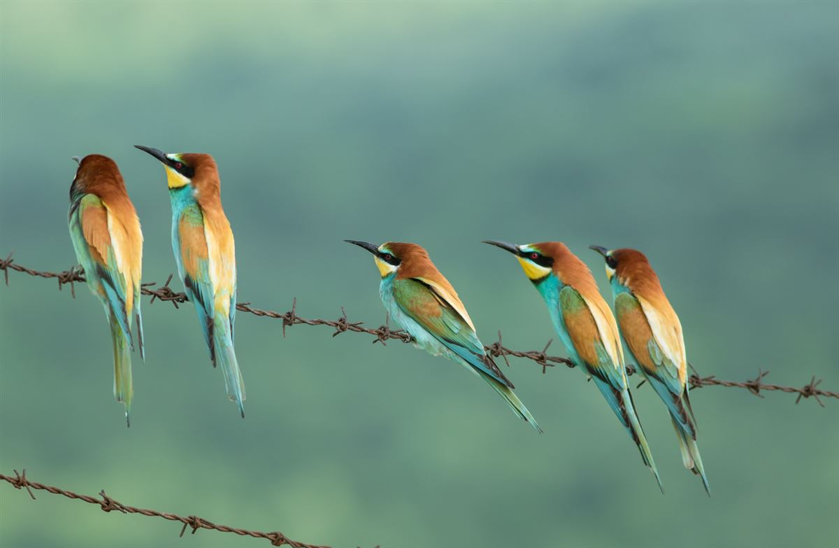 European Bee-eater