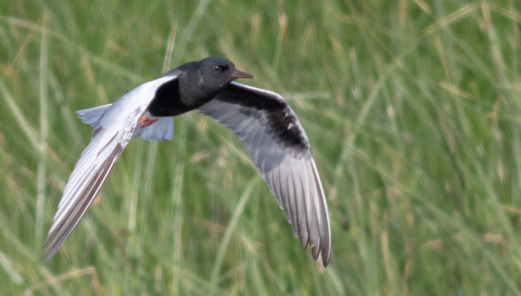 White-winged Tern