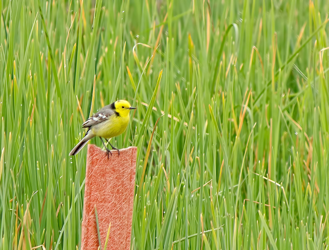 Citrine Wagtail