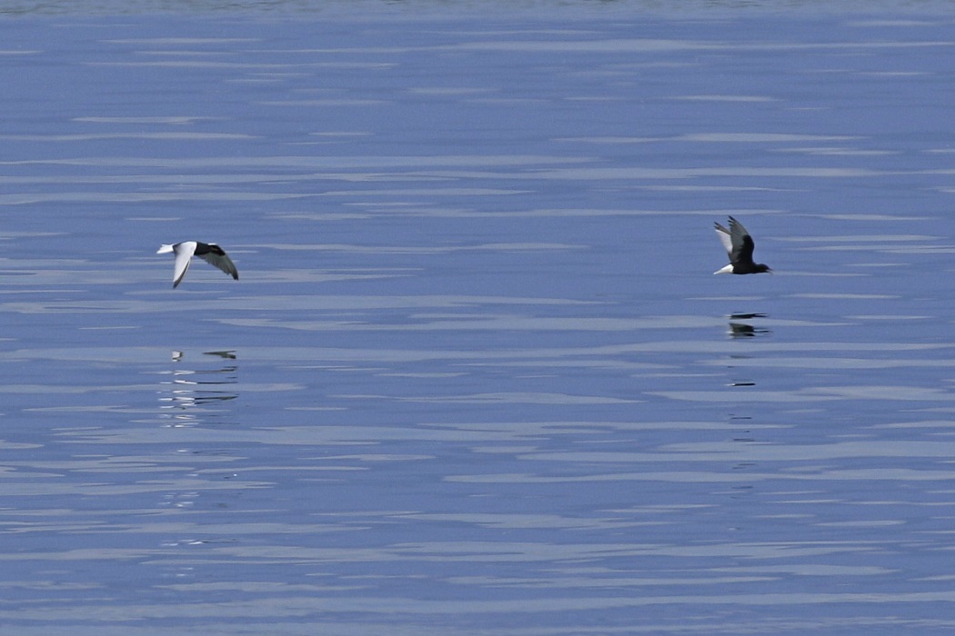White-winged Tern