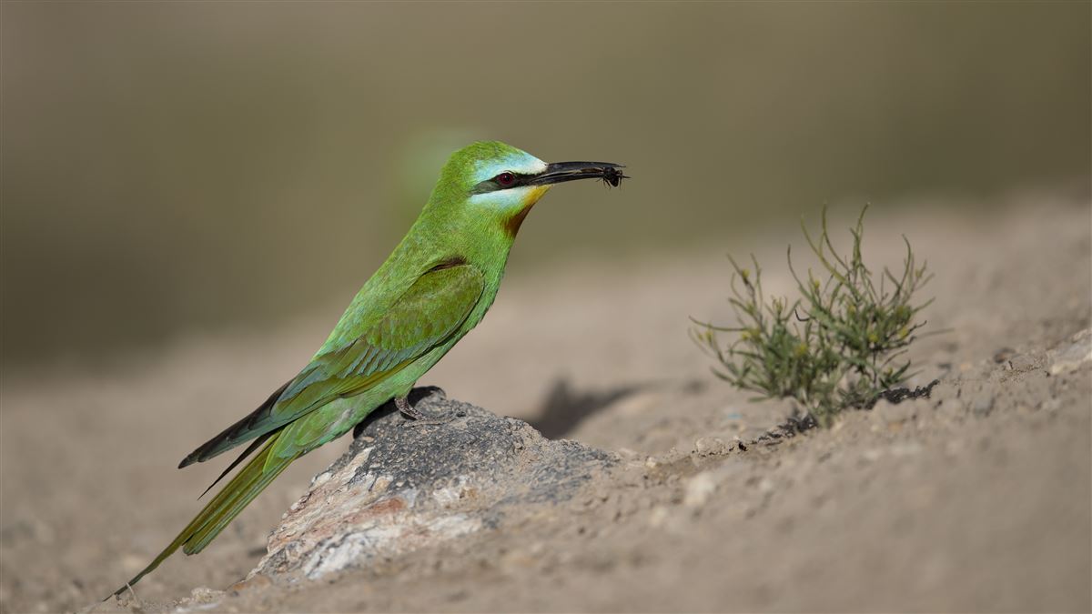 Blue-cheeked Bee-eater