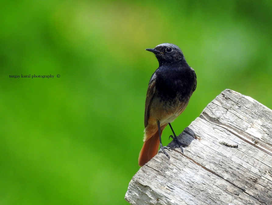 Black Redstart