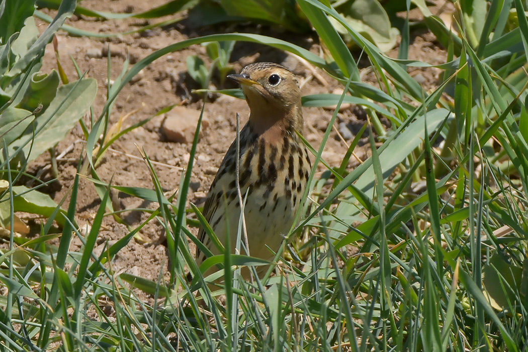 Red-throated Pipit