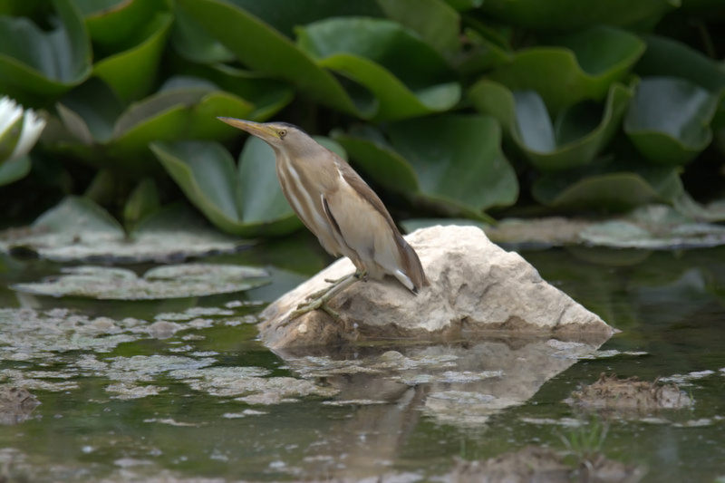Little Bittern