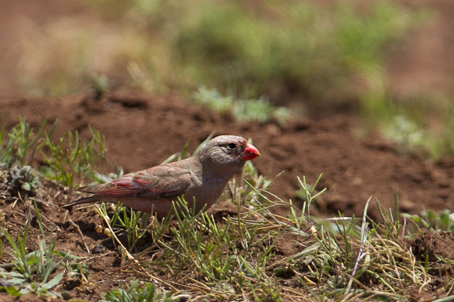 Trumpeter Finch