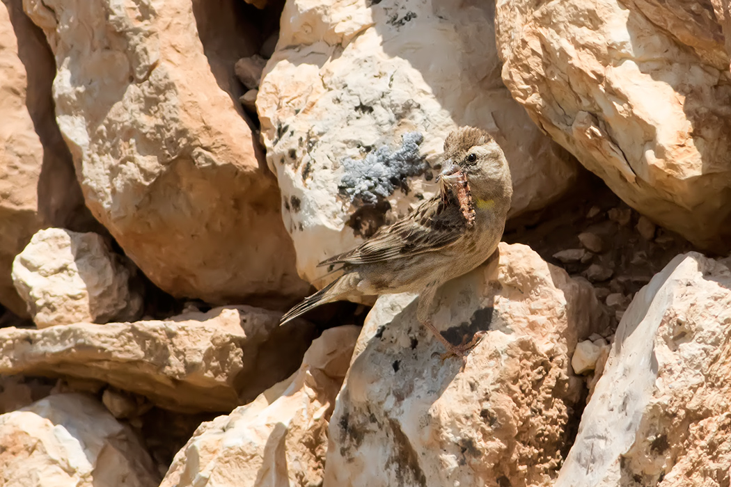 Rock Sparrow