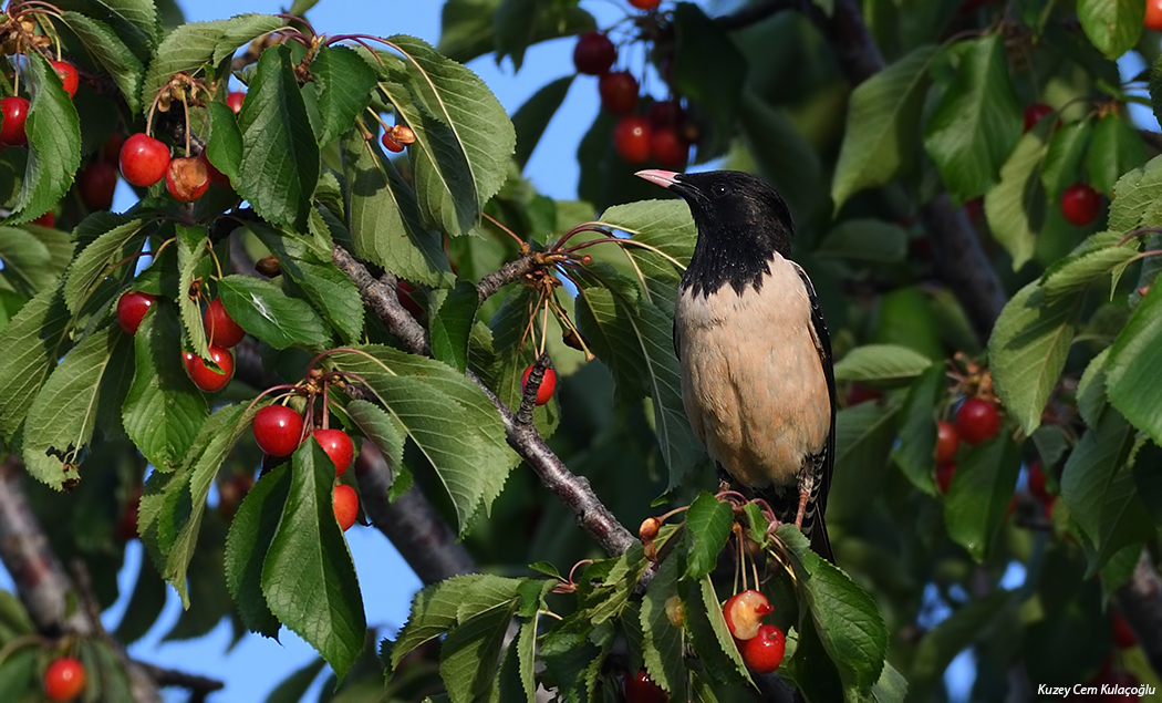 Rosy Starling