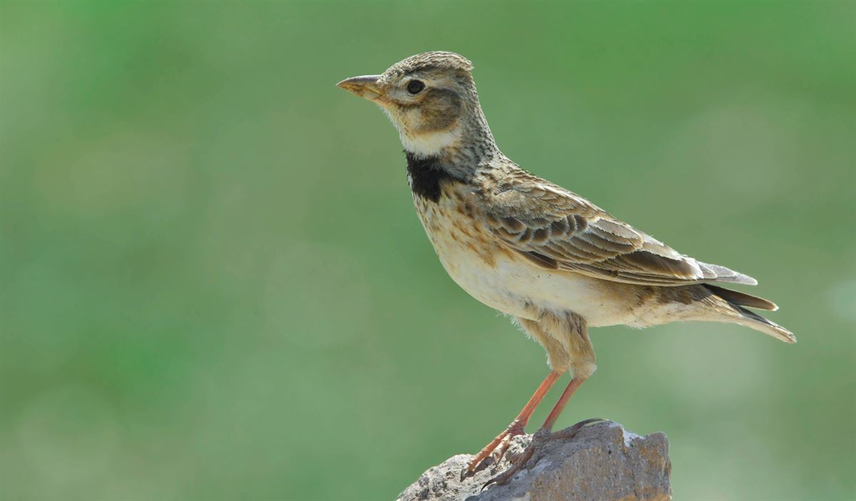 Calandra Lark
