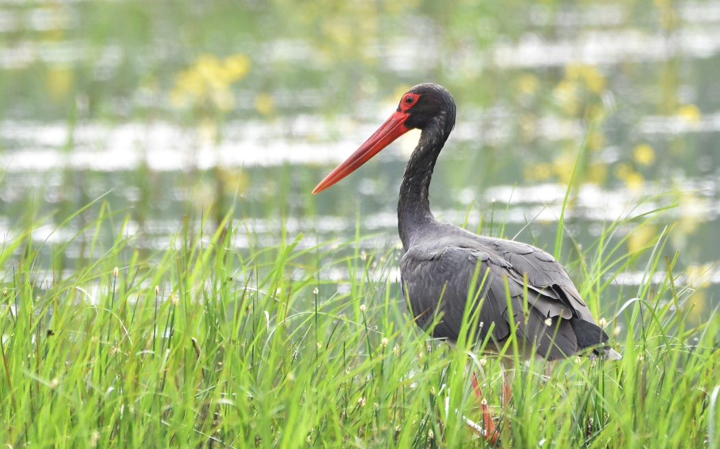 Black Stork