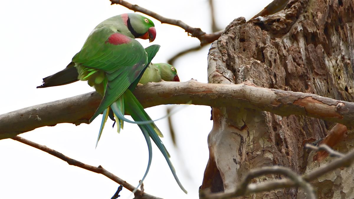 Alexandrine Parakeet