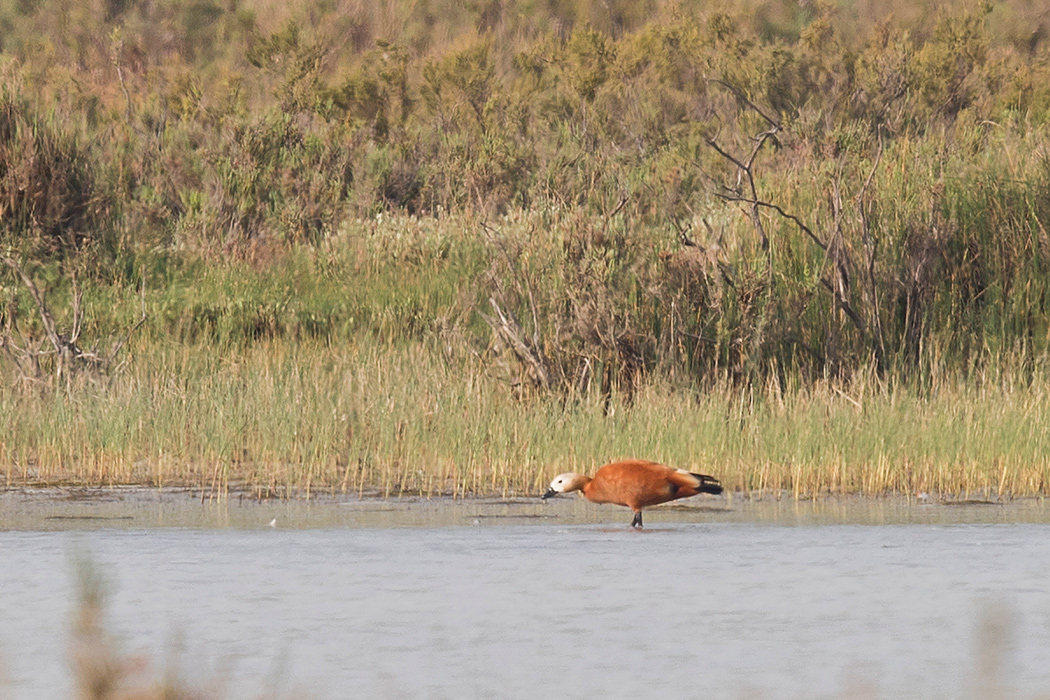 Ruddy Shelduck