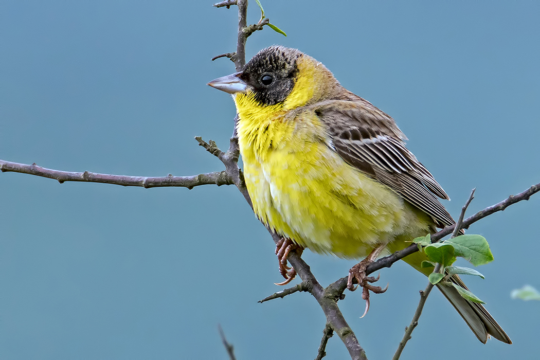 Black-headed Bunting
