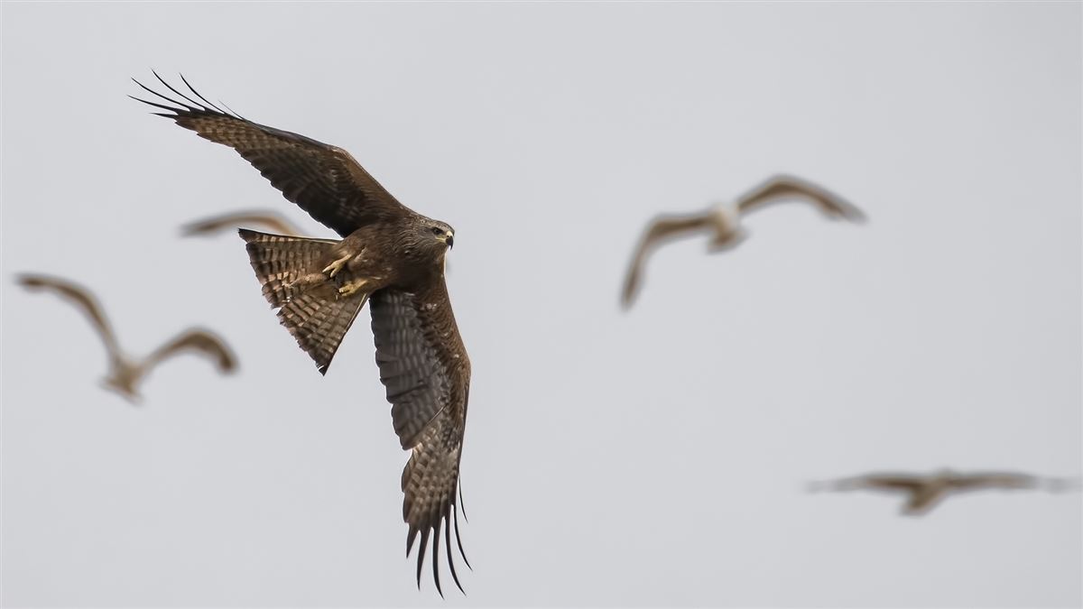Black Kite